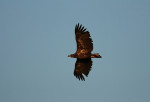 Zeearend (Haliaeetus albicilla), Epe